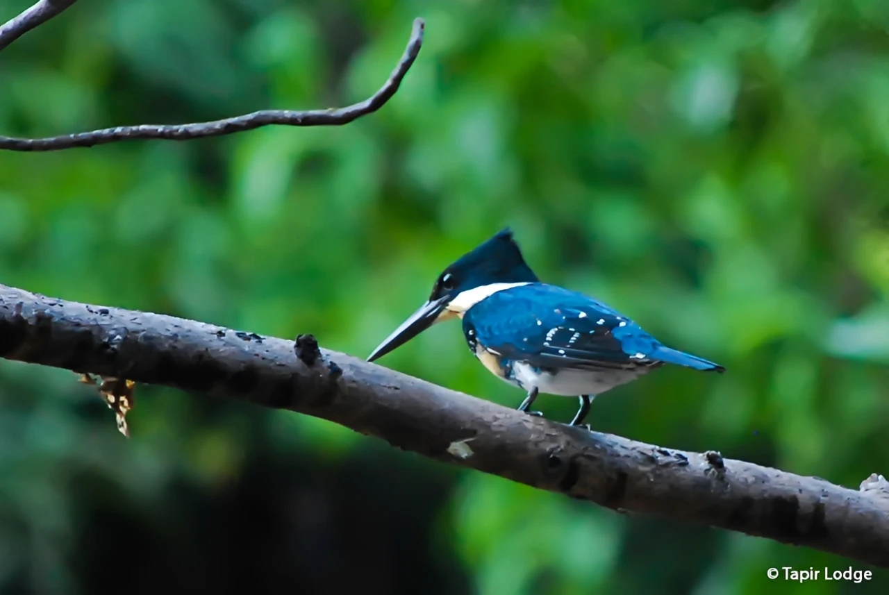 Tapir Lodge 5 Days / 4 Nights Nature & Serenity