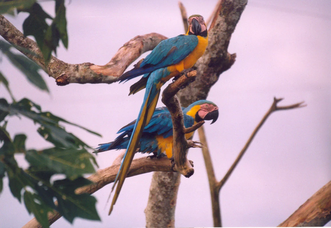 Cuyabeno