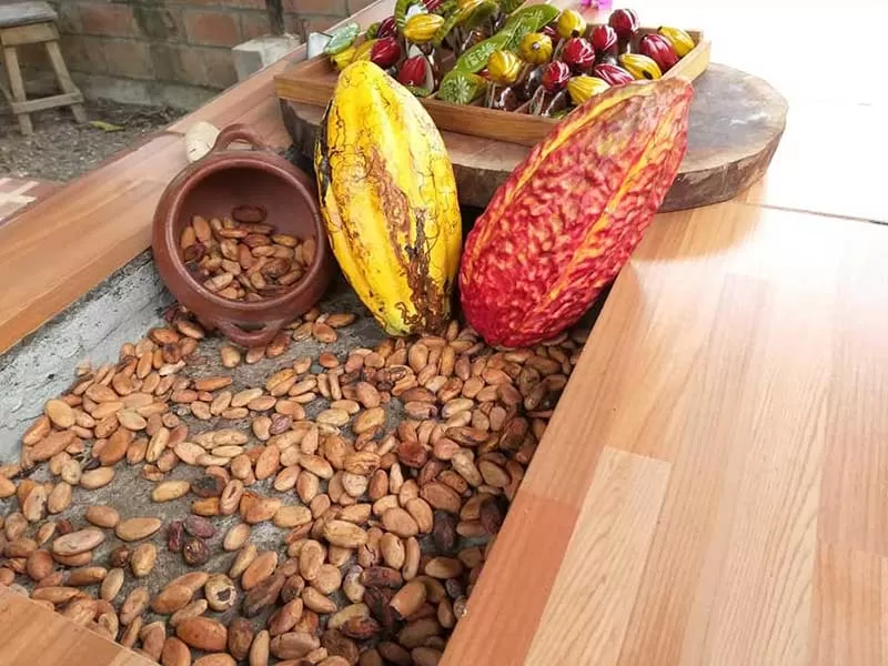 Cocoa Farm