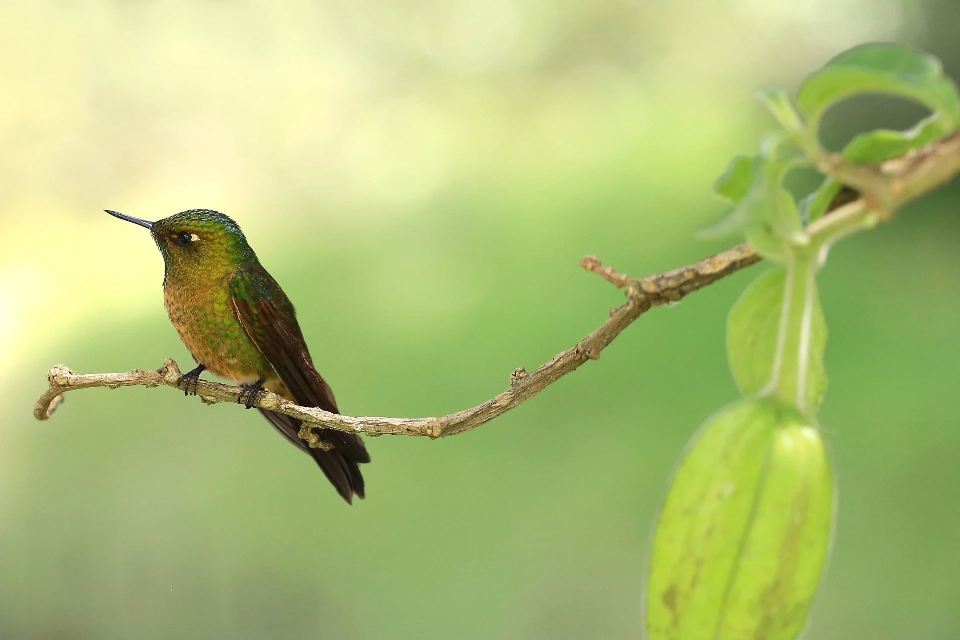 Fauna y Aves de Colombia: Un safari por la biodiversidad