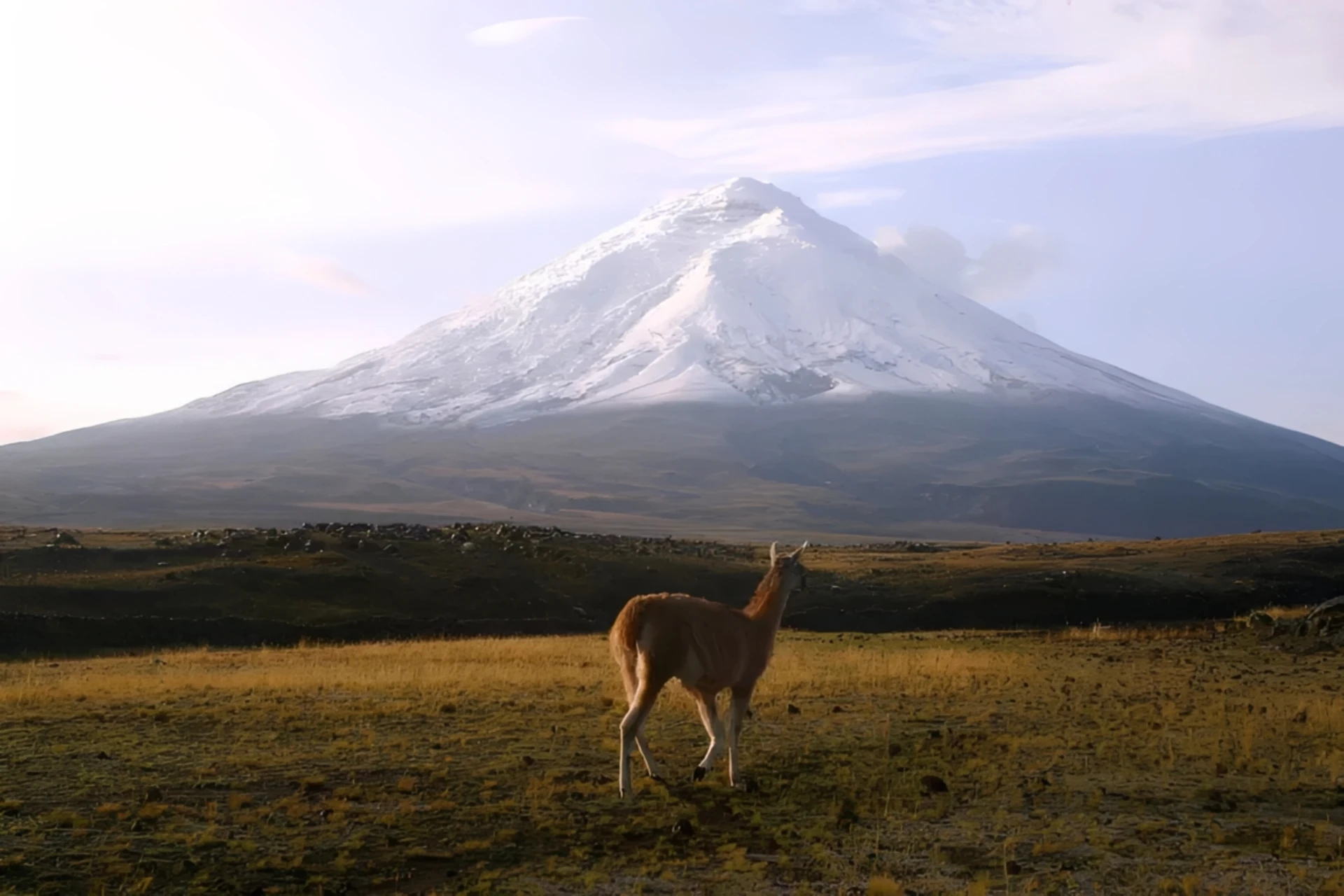 Día de excursión al Parque Nacional Cotopaxi