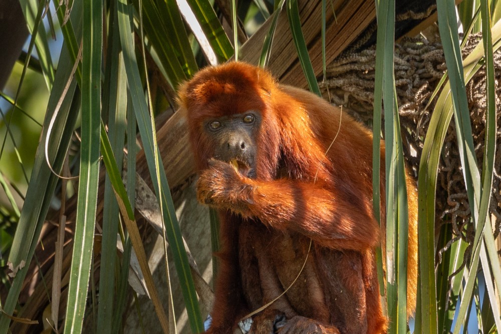Fauna y Aves de Colombia: Un safari por la biodiversidad