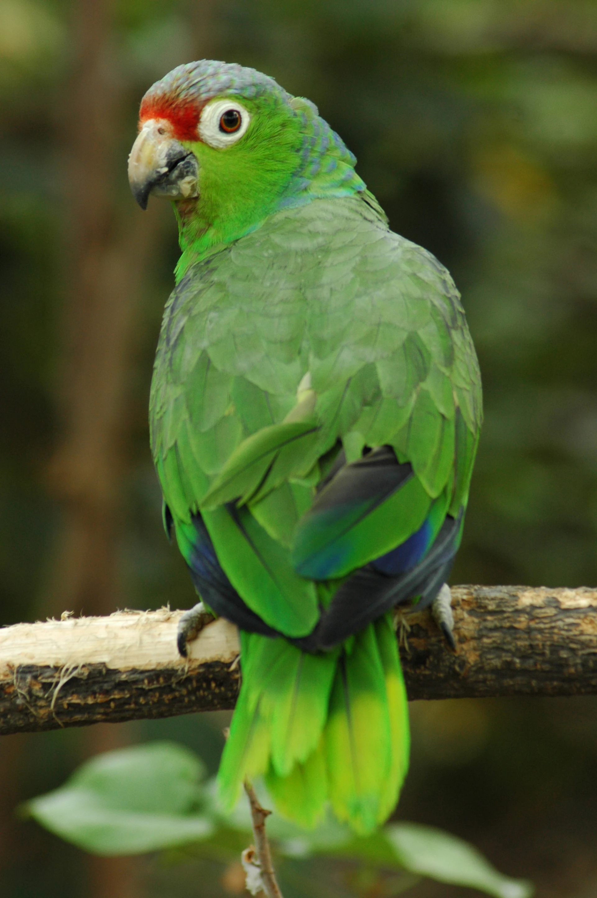 Loro entre la vegetación de la Amazonía ecuatoriana