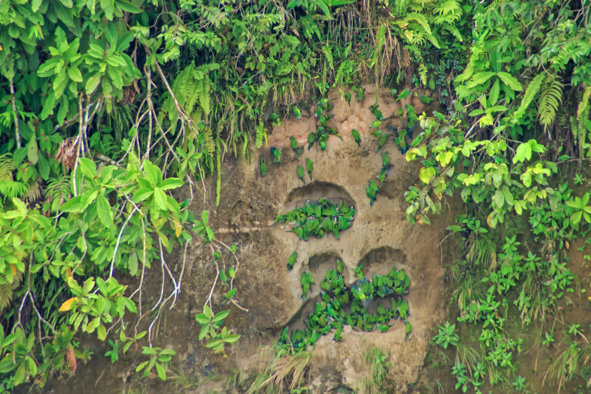 Napo Wildlife Center Expedición al Amazonas