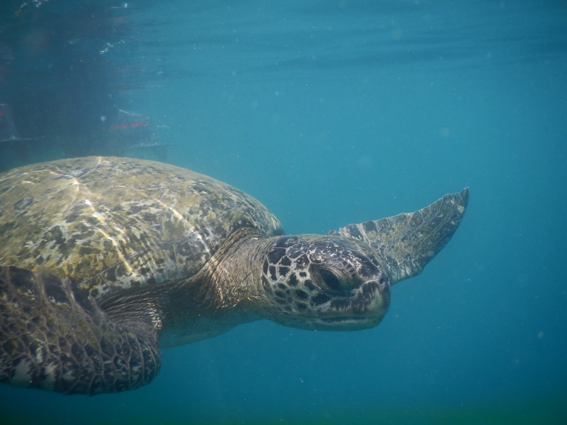 Costa dell’Ecuador 4 giorni – Esperienza sul Pacifico