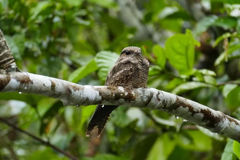 La Selva Eco Lodge und Rückzugsort