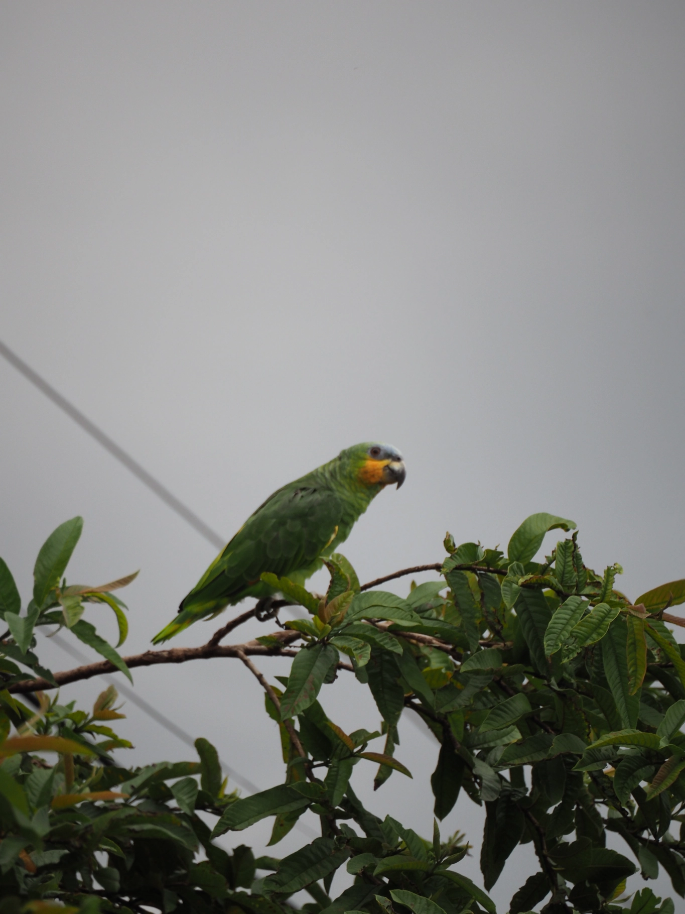Tour Amazônia desde Quito em 4 Dias no Huasquila Lodge