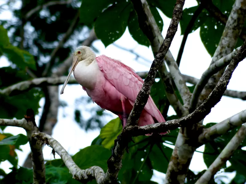 La Selva Eco Lodge e Retiro