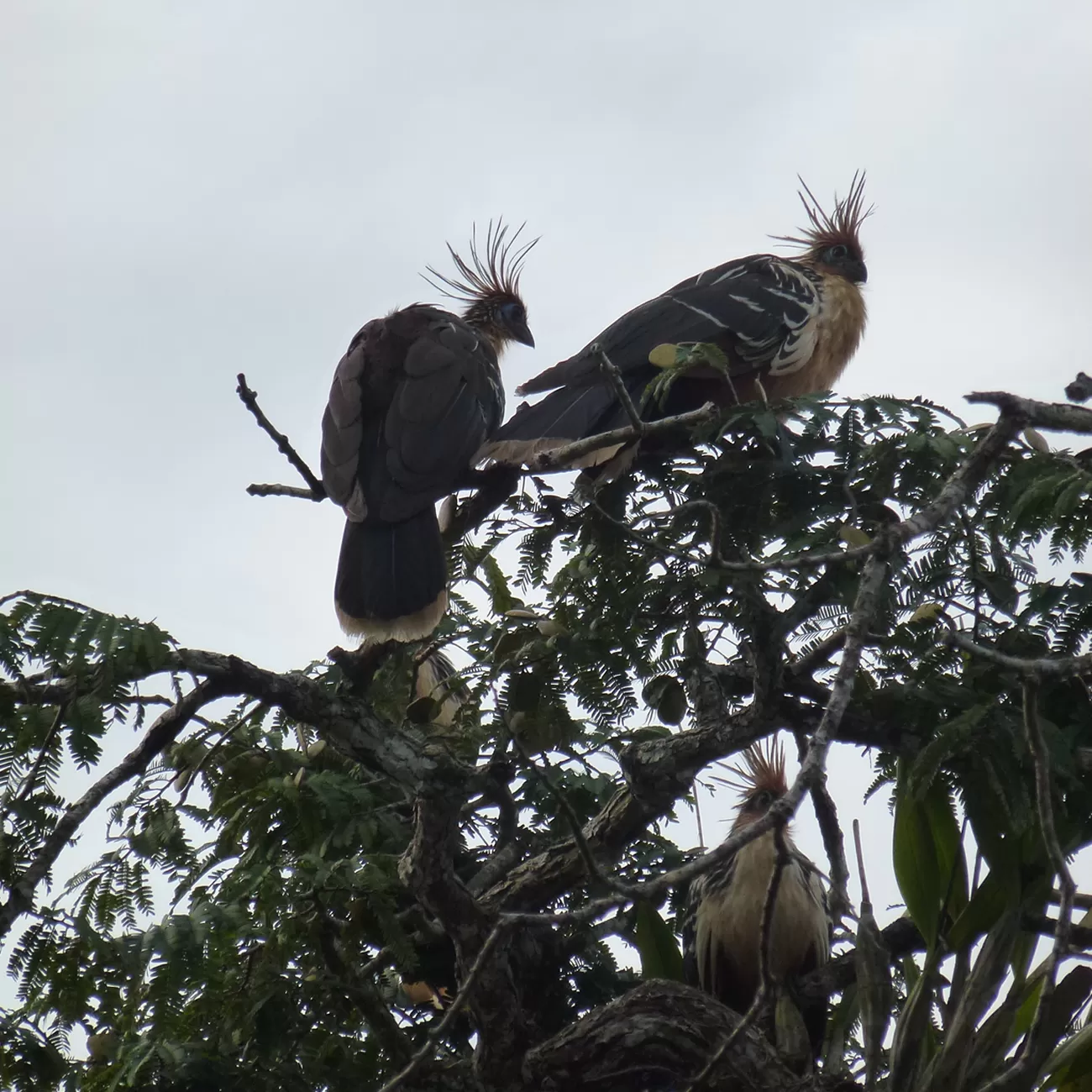 Expedición Cuyabeno en la selva amazónica
