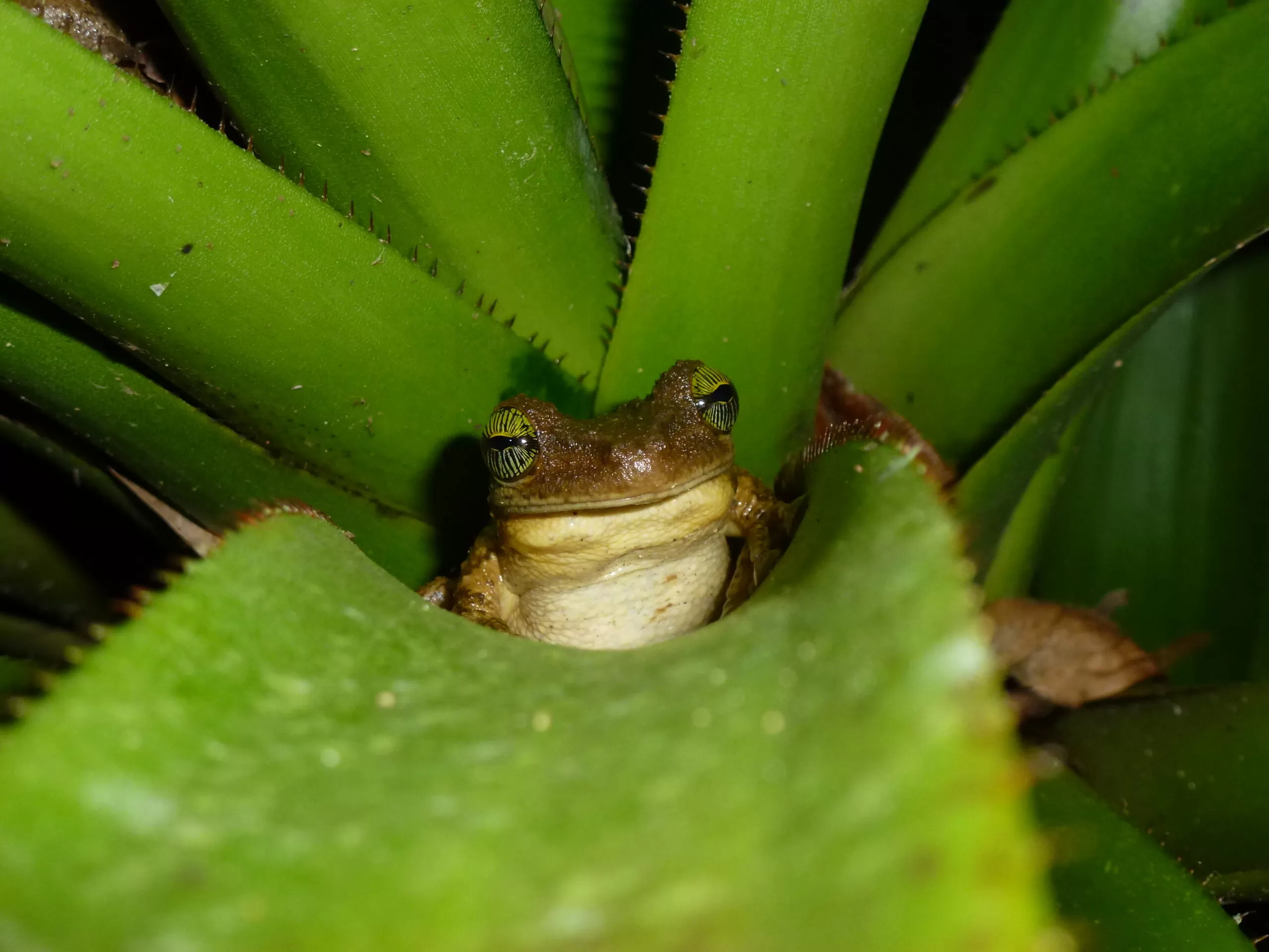Expedición Cuyabeno en la selva amazónica