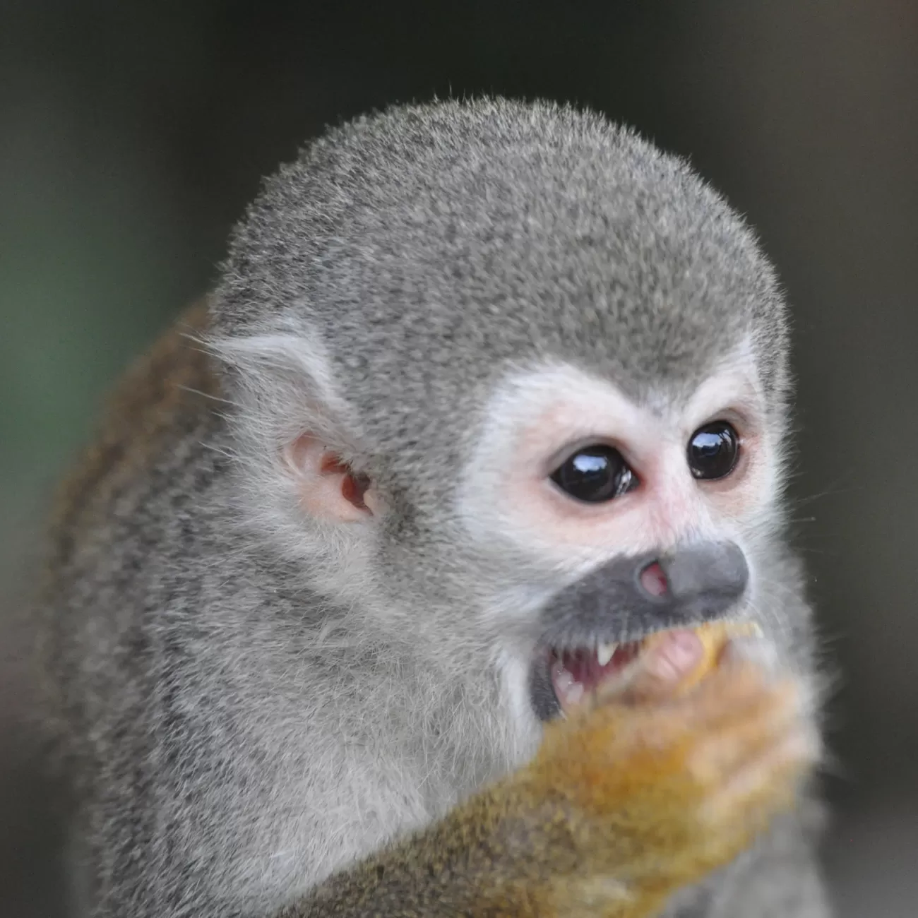 Expedición Cuyabeno en la selva amazónica