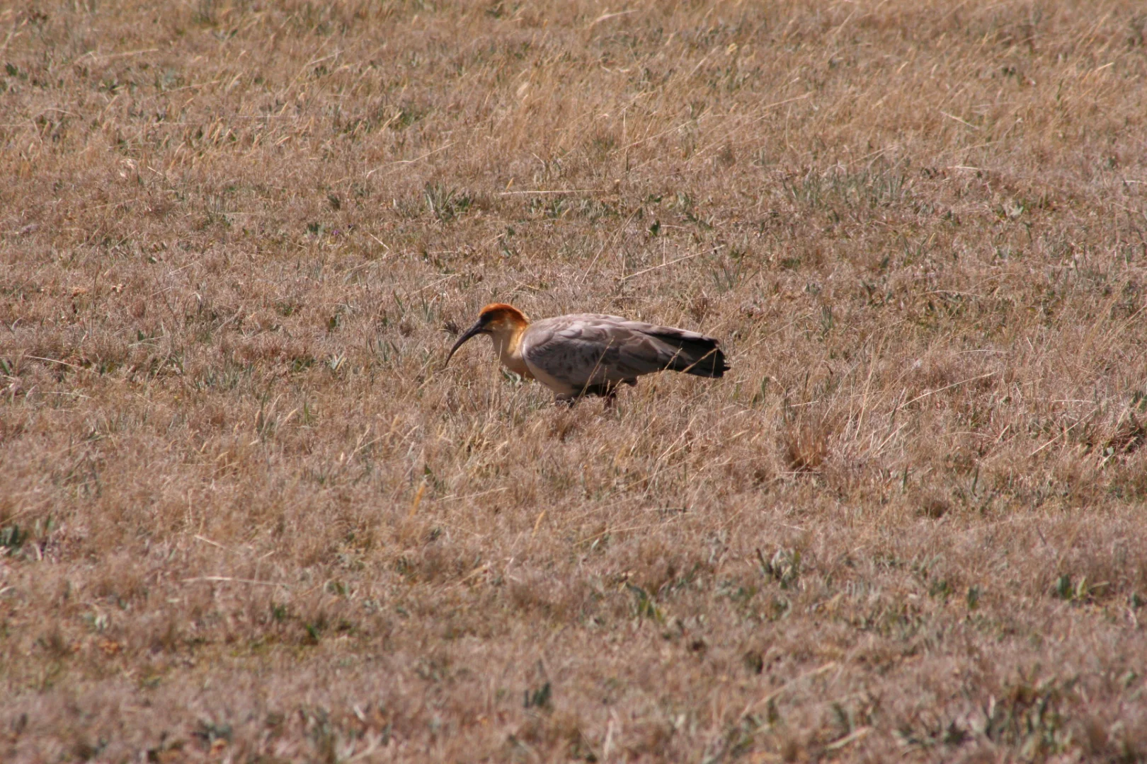 Andean ibis in the páramo of Antisana National Park