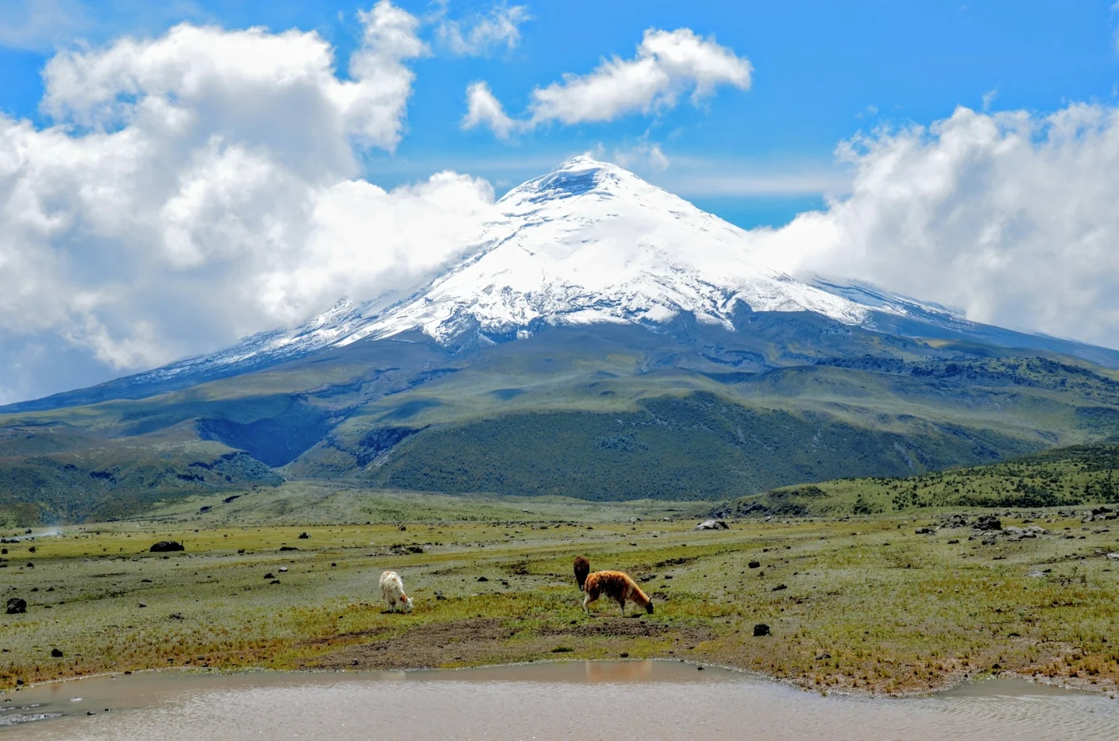 Horses grazing beneath Cotopaxi volcano in the Ecuadorian Andes
