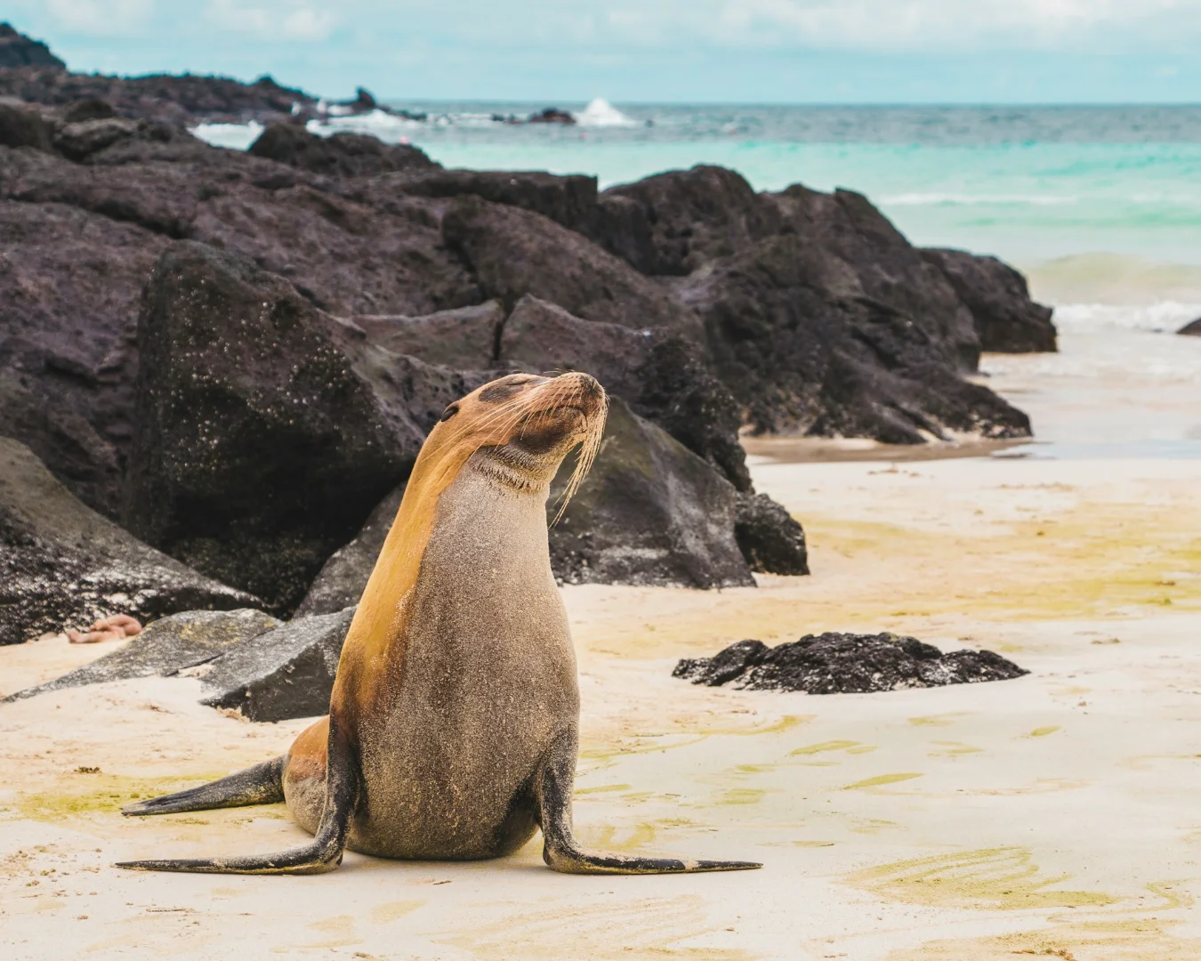 Galápagos sea lion resting along the coast in Ecuador