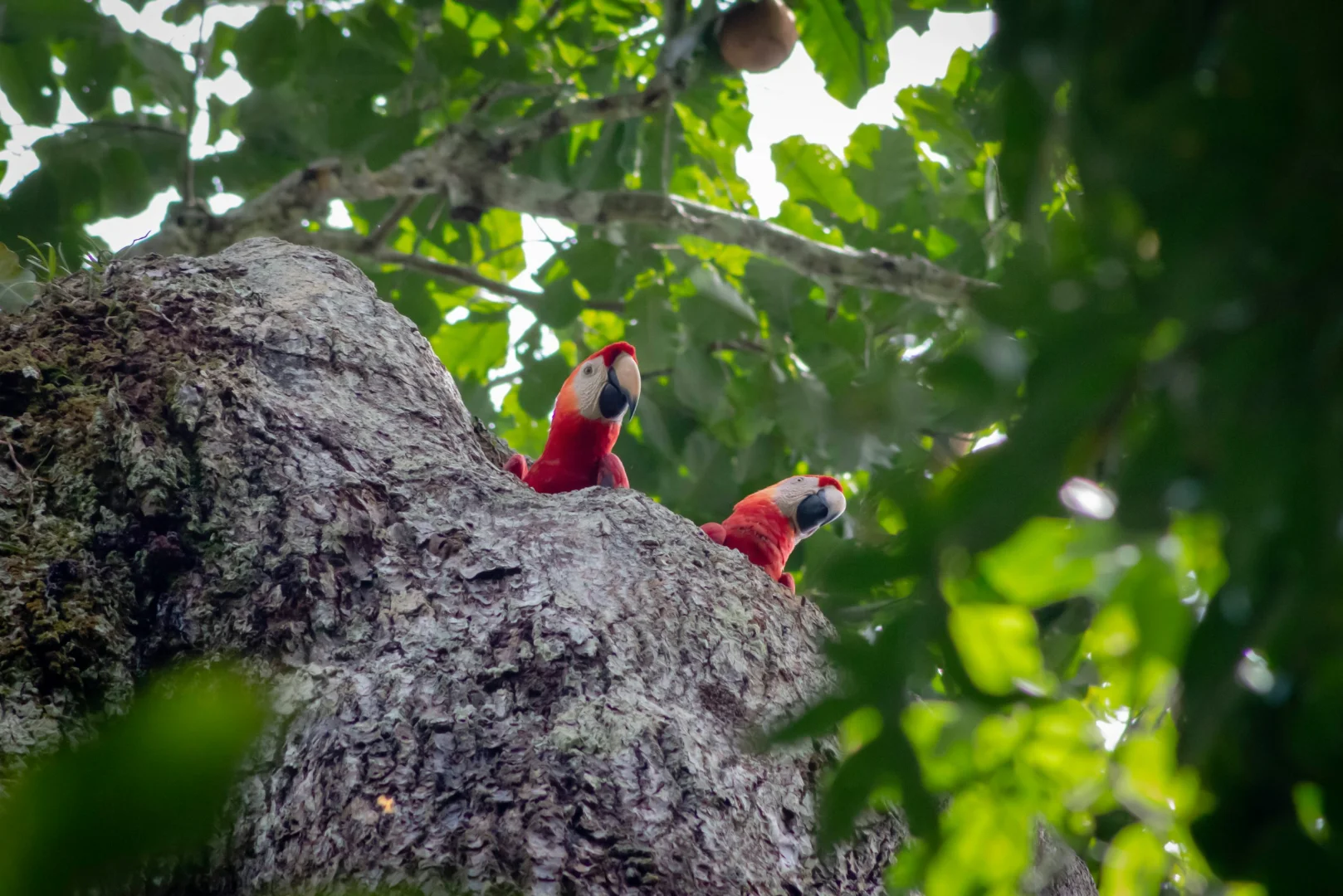 Pair of scarlet macaws near a nesting site in the Amazon rainforest