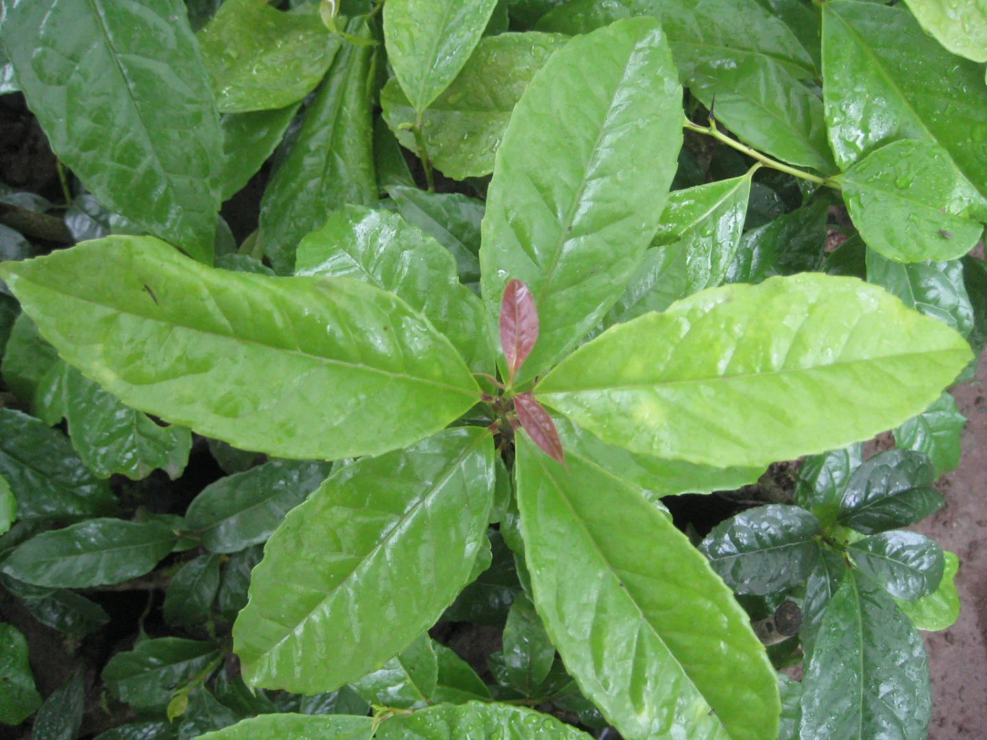Green leaves of Ilex guayusa