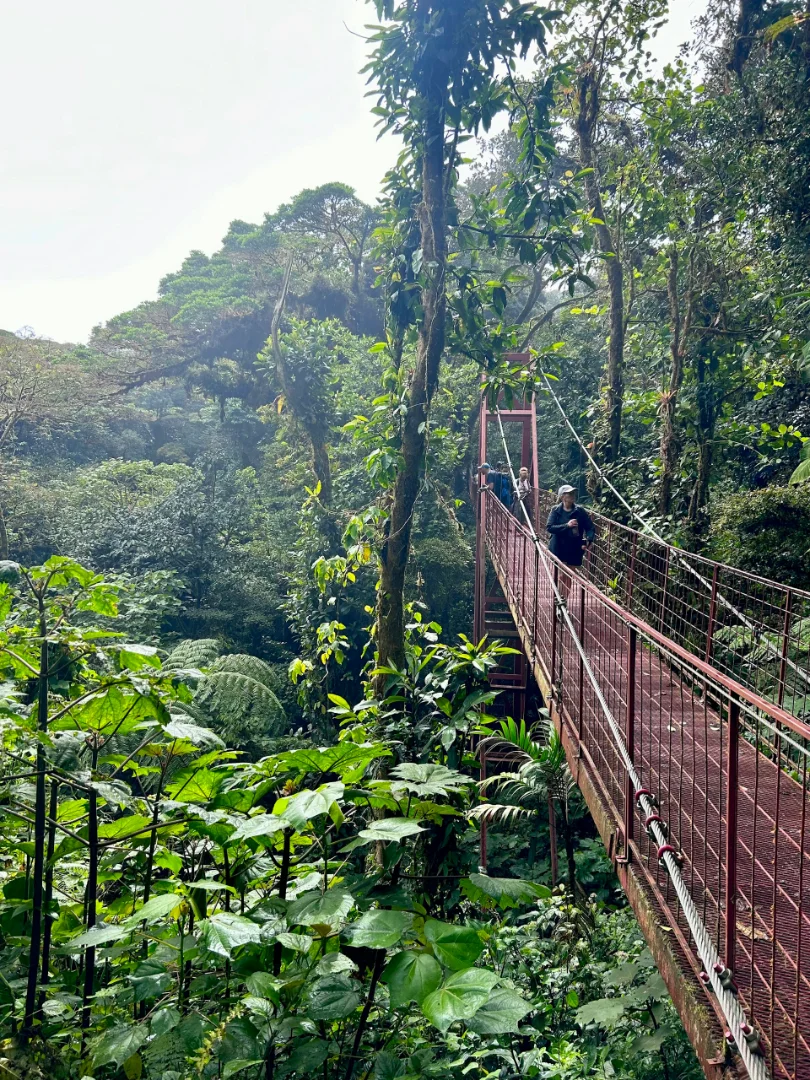 Cloud forest and hanging bridge in Monteverde, Costa Rica