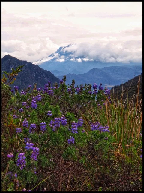 Páramo vegetation and high-altitude flowers near Antisana