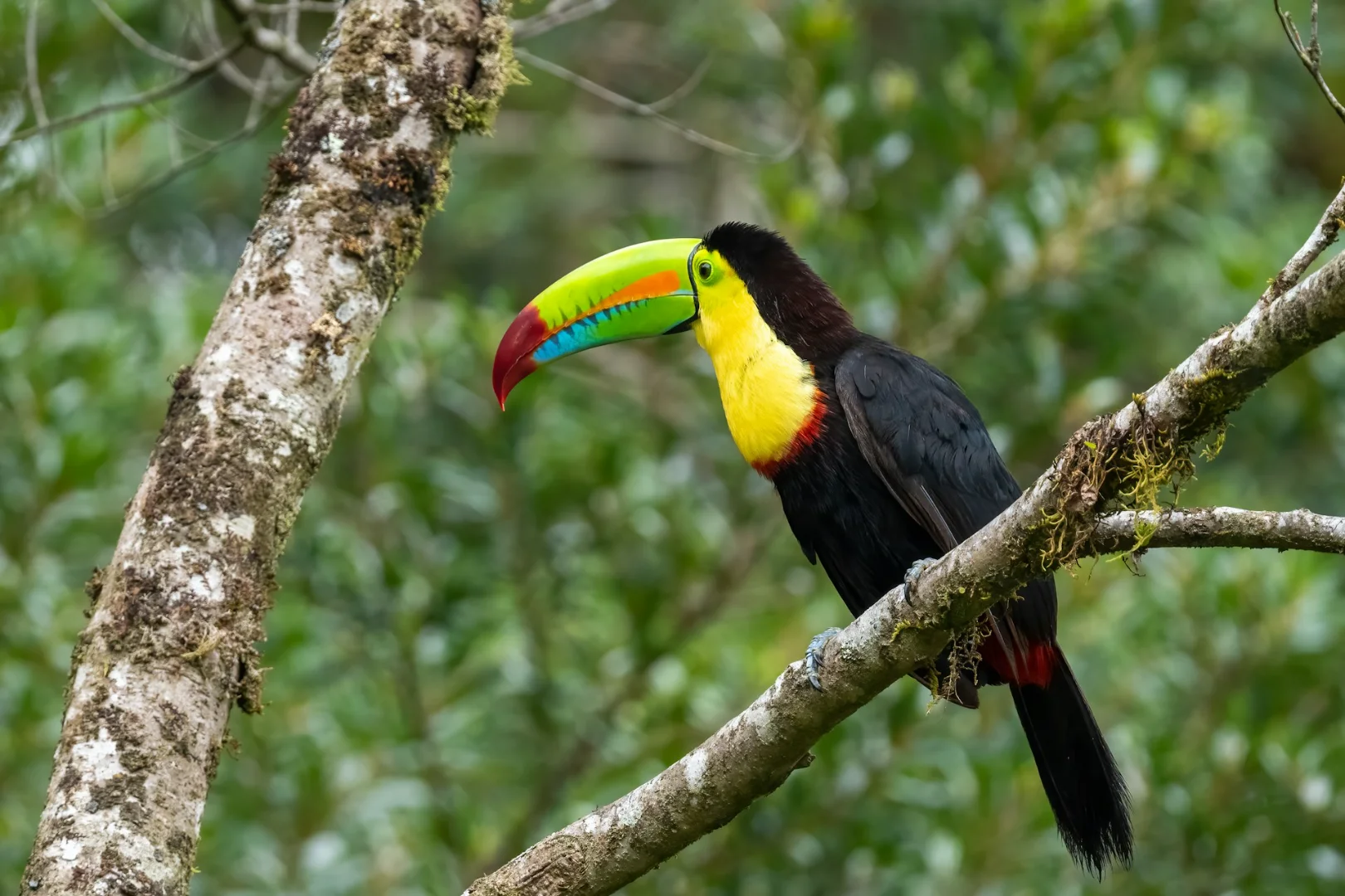 Toucan photographed in Costa Rica