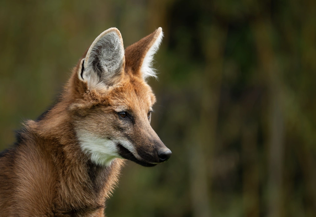 Maned wolf Chrysocyon brachyurus stalking through the open savannas of eastern Bolivia