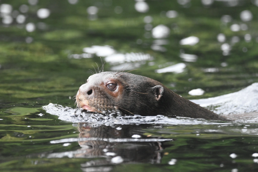 Giant otter Pteronura brasiliensis swimming in the river waters of the Bolivian Amazon