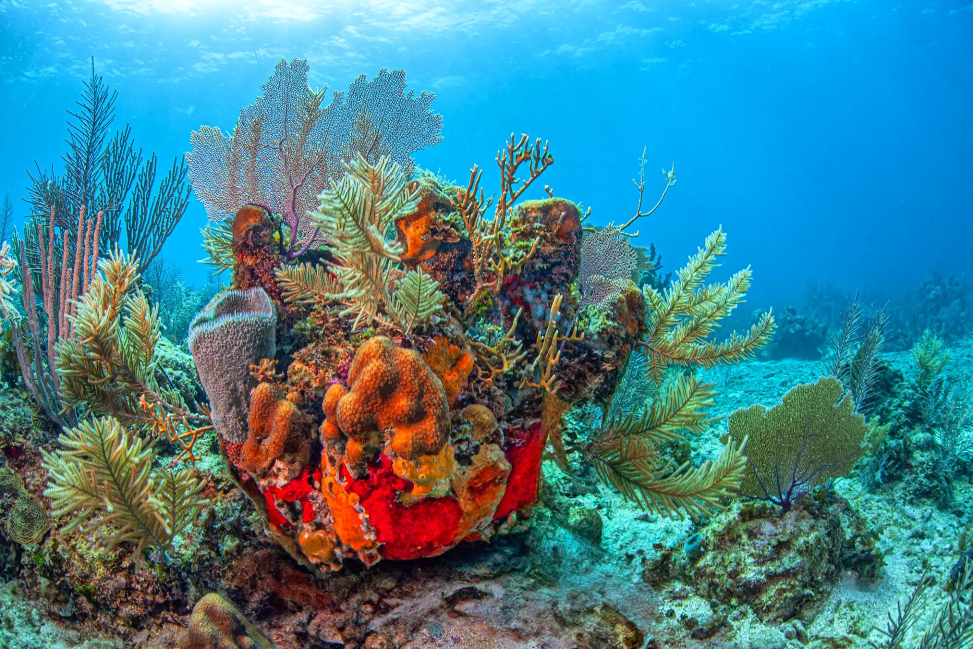 Bonaire Tauchreise: 8 Tage Drive & Dive