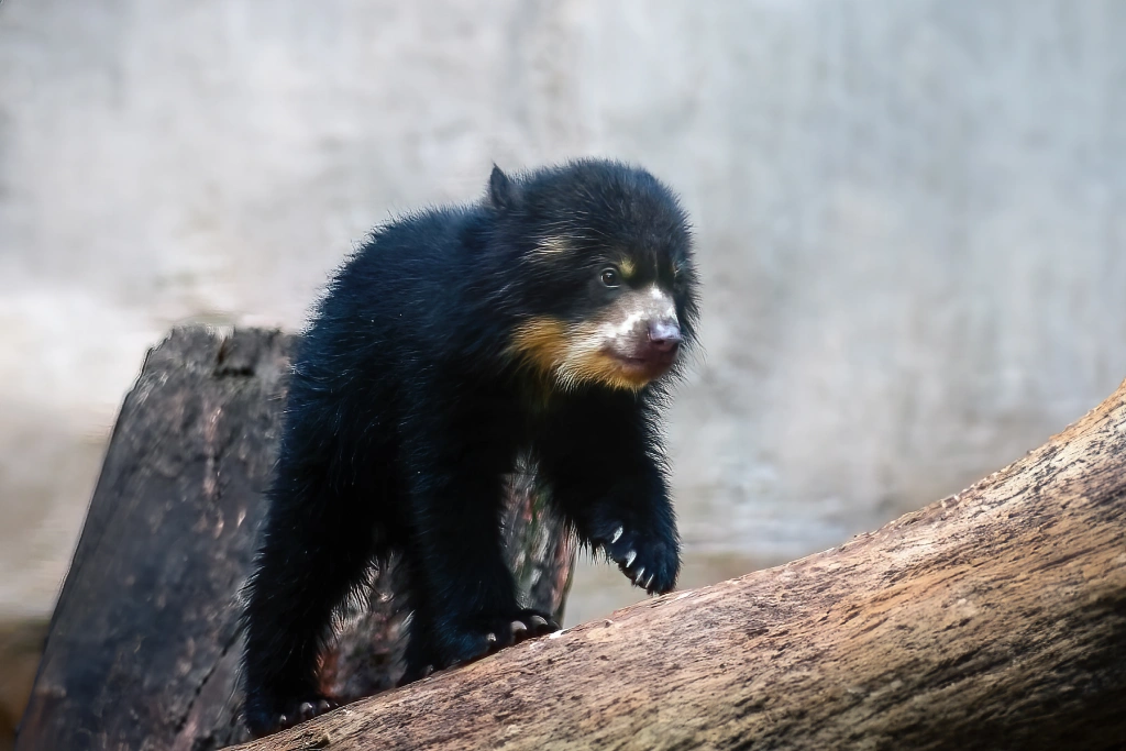 Spectacled bear Tremarctos ornatus foraging in Bolivian montane forest