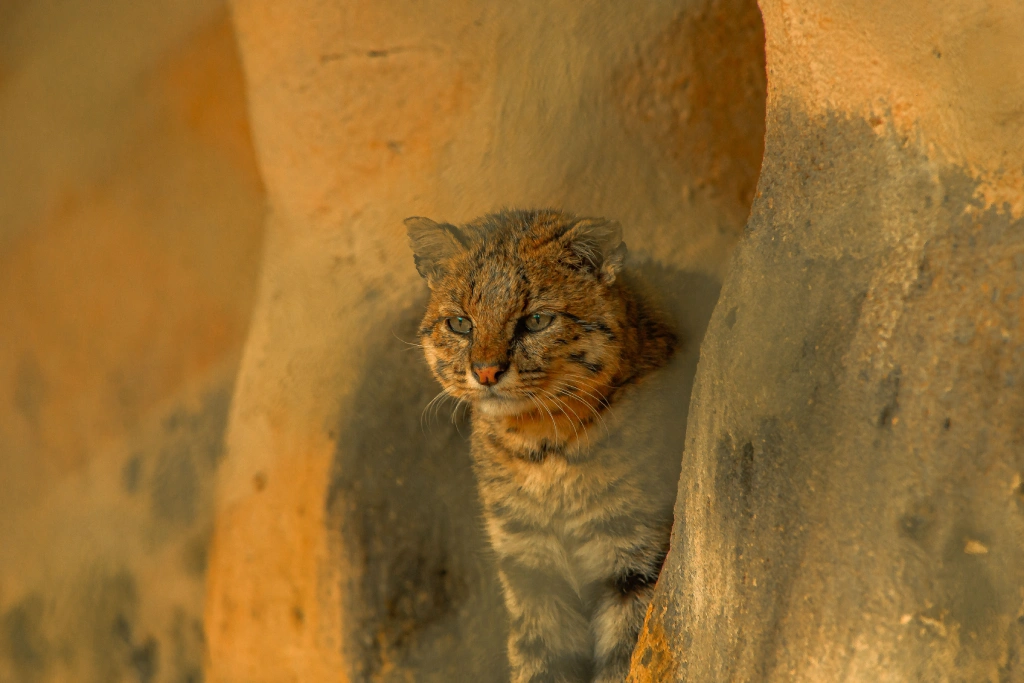Endangered Andean cat Leopardus jacobita navigating rocky terrain in high Andes