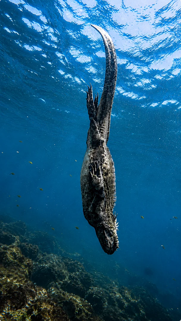 Galápagos Diving Experience - San Cristóbal & Santa Cruz